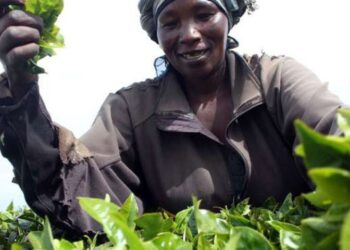 UK Tea Firms Face Sex Abuse Claims In Kenya: BBC