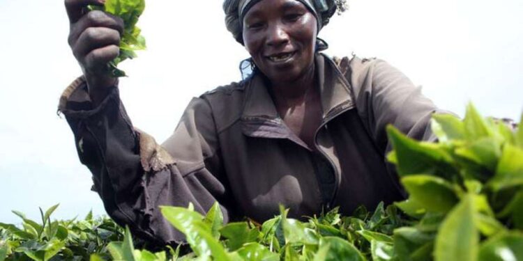 UK Tea Firms Face Sex Abuse Claims In Kenya: BBC