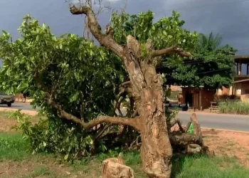 Outrage After 300-Year-Old Tree Felled In Ghana