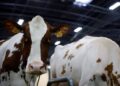 France Reports First Human Case of Shamonda Virus, Authorities Say No Risk to Public
