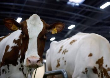 France Reports First Human Case of Shamonda Virus, Authorities Say No Risk to Public