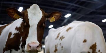 France Reports First Human Case of Shamonda Virus, Authorities Say No Risk to Public