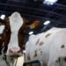 France Reports First Human Case of Shamonda Virus, Authorities Say No Risk to Public